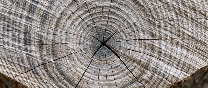 Close-up of a tree trunk cross-section showing growth rings and cracks