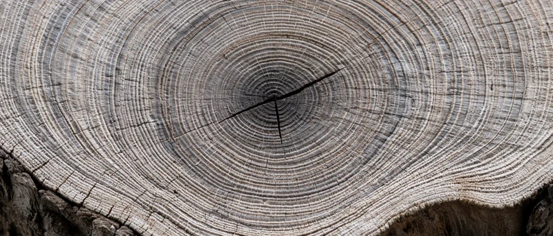 Close-up of a freshly cut tree trunk cross-section showing growth rings and cracked wood surface