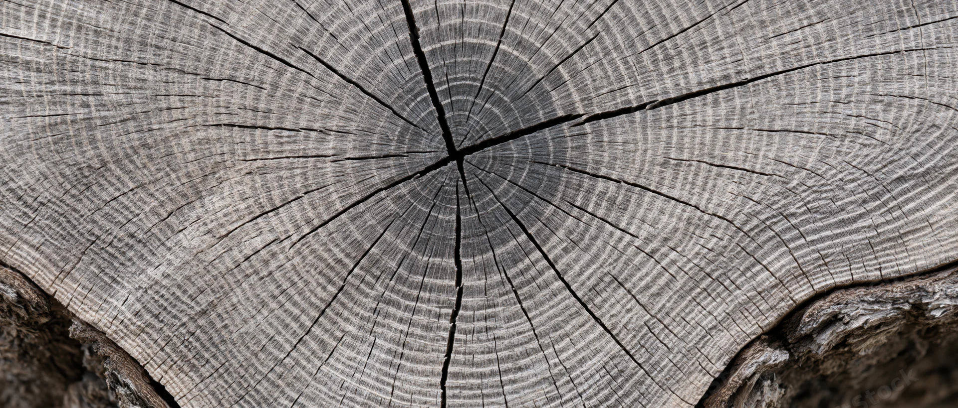 Close-up of a freshly cut tree trunk cross-section showing growth rings and cracks