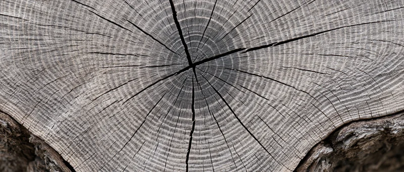 Close-up of a freshly cut tree trunk cross-section showing growth rings and cracks