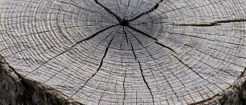 Close-up of a freshly cut tree trunk cross-section showing growth rings and cracked wood surface