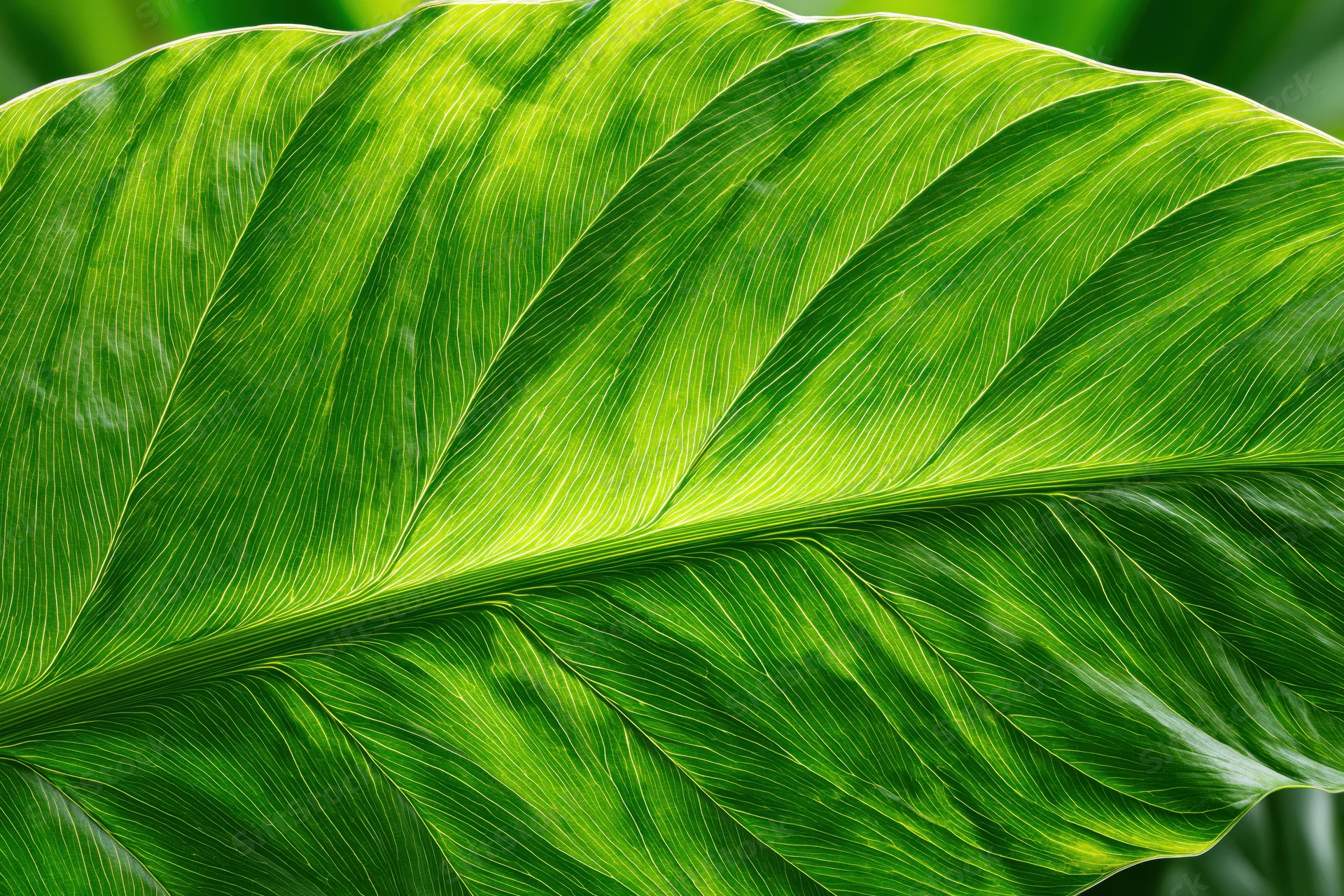Close-up of a large tropical leaf surface showing detailed veins and glossy texture under sunlight