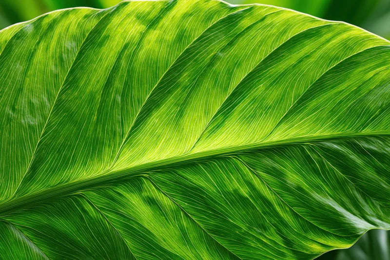 Close-up of a large tropical leaf surface showing detailed veins and glossy texture under sunlight