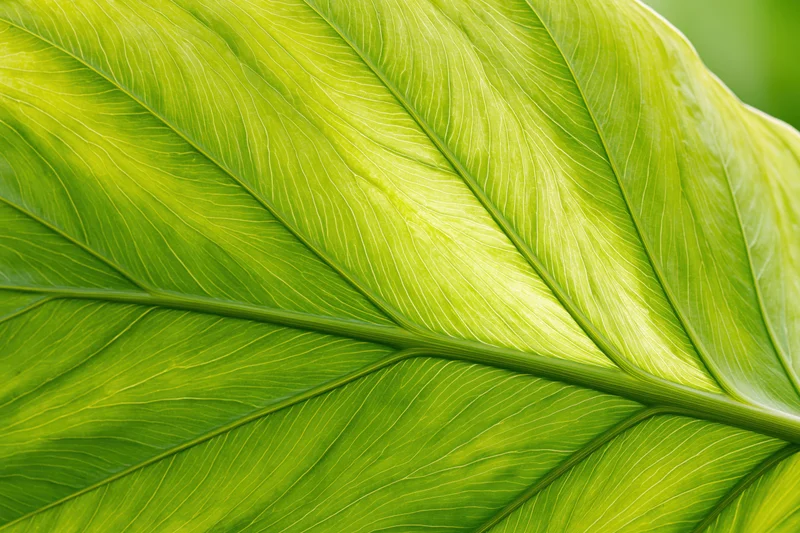 Close-up of a large tropical leaf surface showing detailed veins and texture in natural light