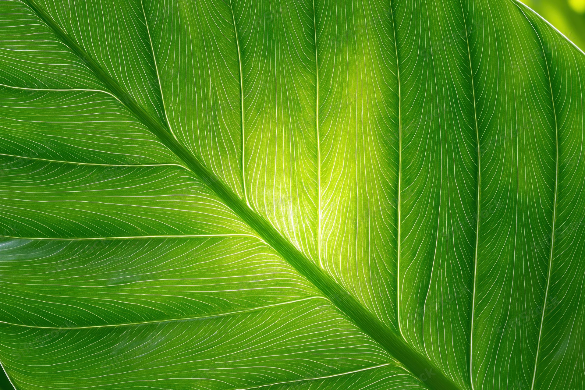 Closeup of a large tropical leaf surface with visible veins and sunlight filtering through