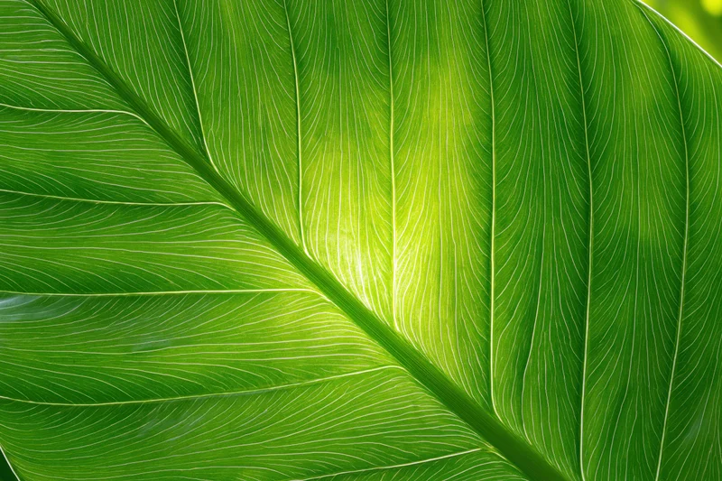 Closeup of a large tropical leaf surface with visible veins and sunlight filtering through