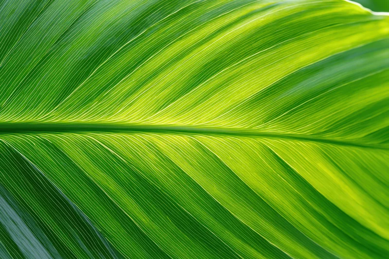 Close-up of a large tropical leaf surface showing detailed veins and vibrant green texture