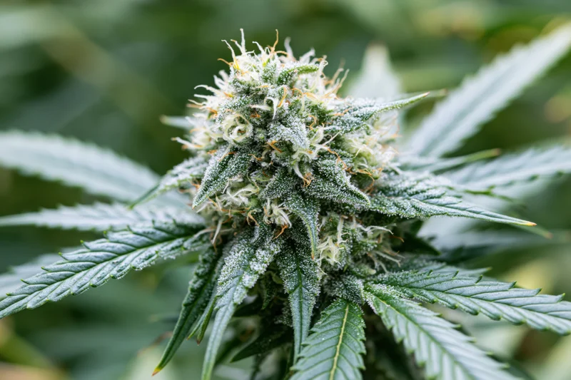 Close-up of a mature cannabis flower bud with crystalline trichomes and green leaves in an outdoor setting