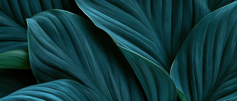 Close-up of overlapping large tropical leaves filling the frame