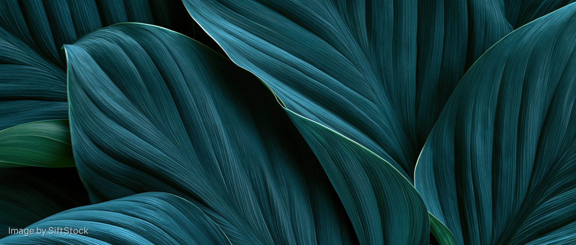 Close-up of overlapping large tropical leaves filling the frame