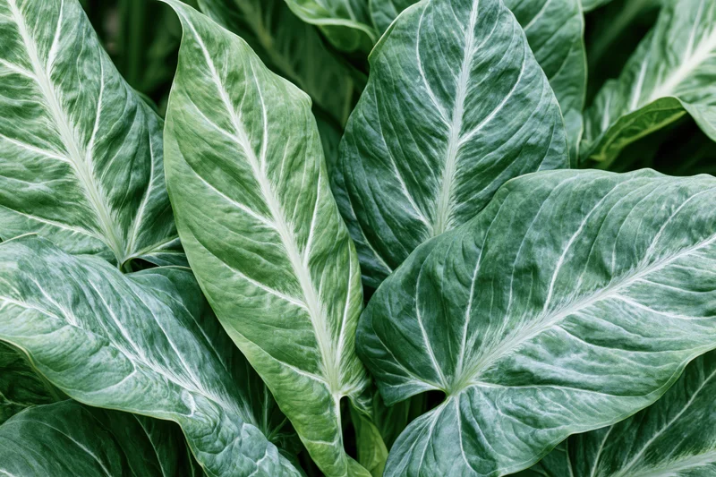 Close-up of overlapping large tropical leaves with prominent white veins and deep green coloration