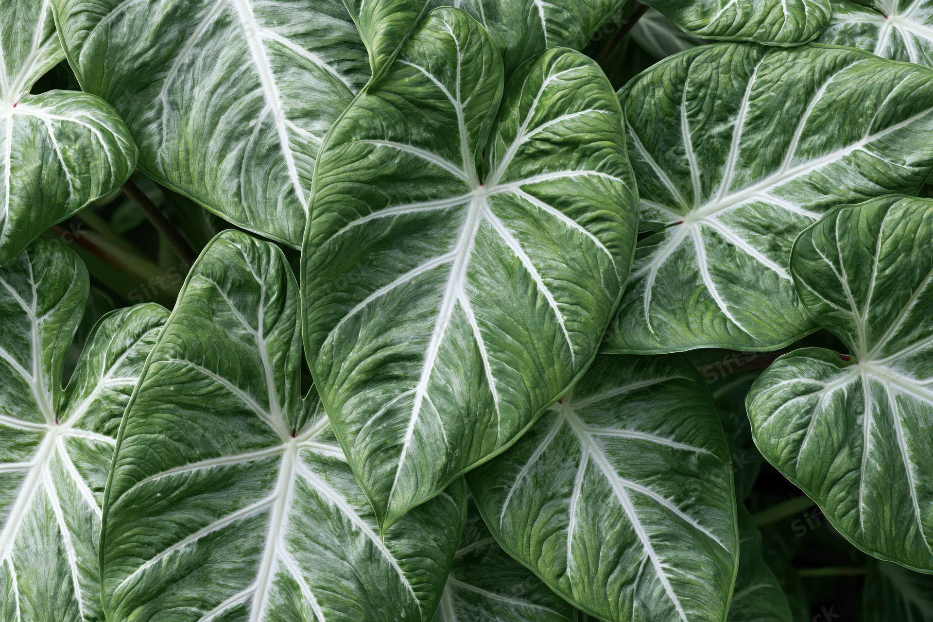 Close-up of overlapping large tropical leaves with prominent white veins and deep green texture