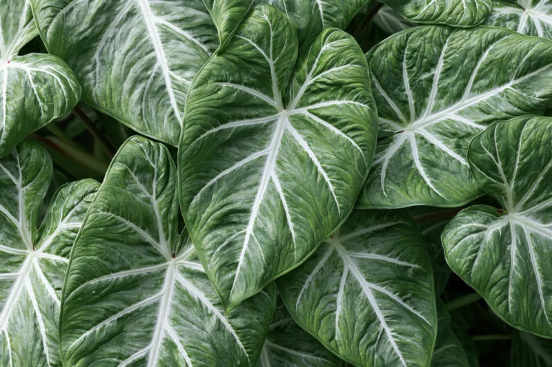 Close-up of overlapping large tropical leaves with prominent white veins and deep green texture