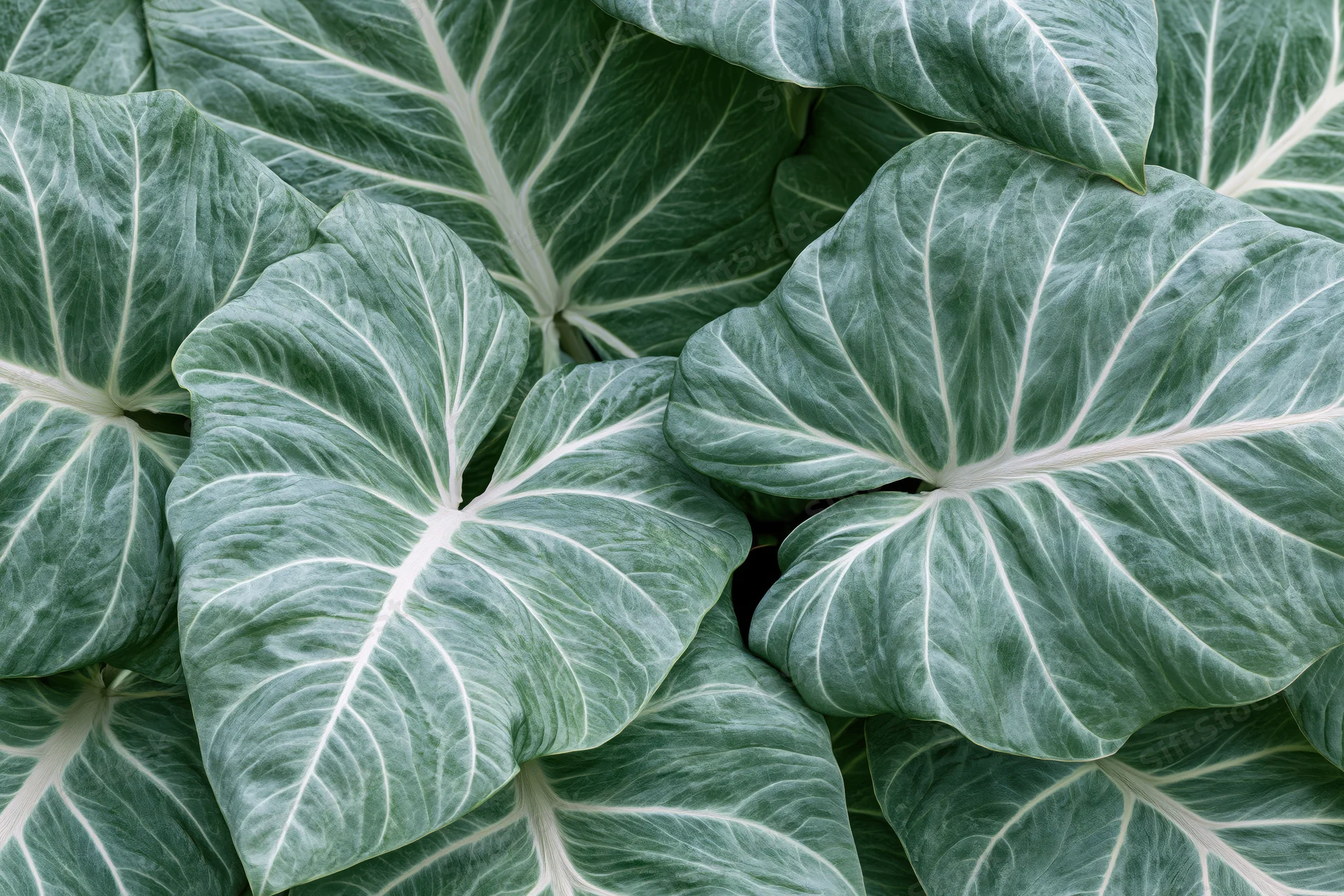 Close-up of overlapping large tropical leaves with prominent white veins and textured green surfaces