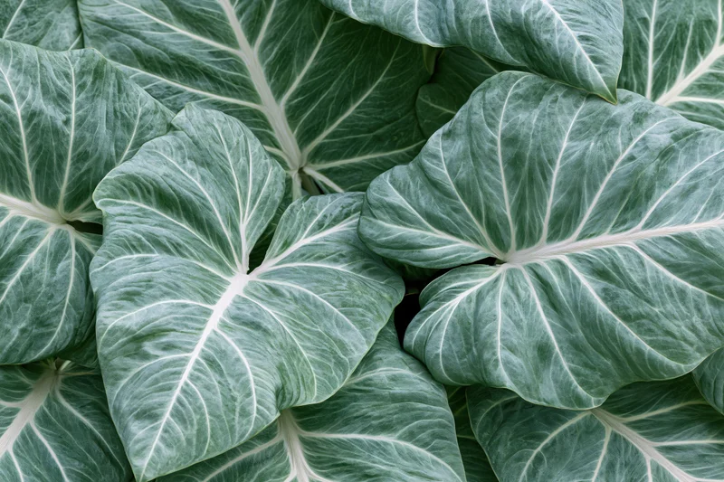 Close-up of overlapping large tropical leaves with prominent white veins and textured green surfaces