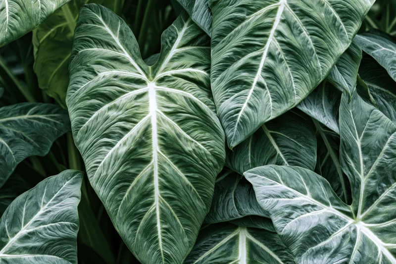 Close-up of overlapping large tropical leaves with prominent white veins and textured surfaces
