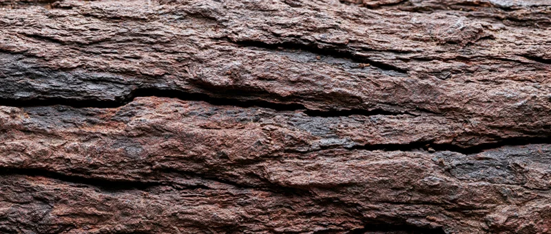 Closeup of rough tree bark texture filling the frame