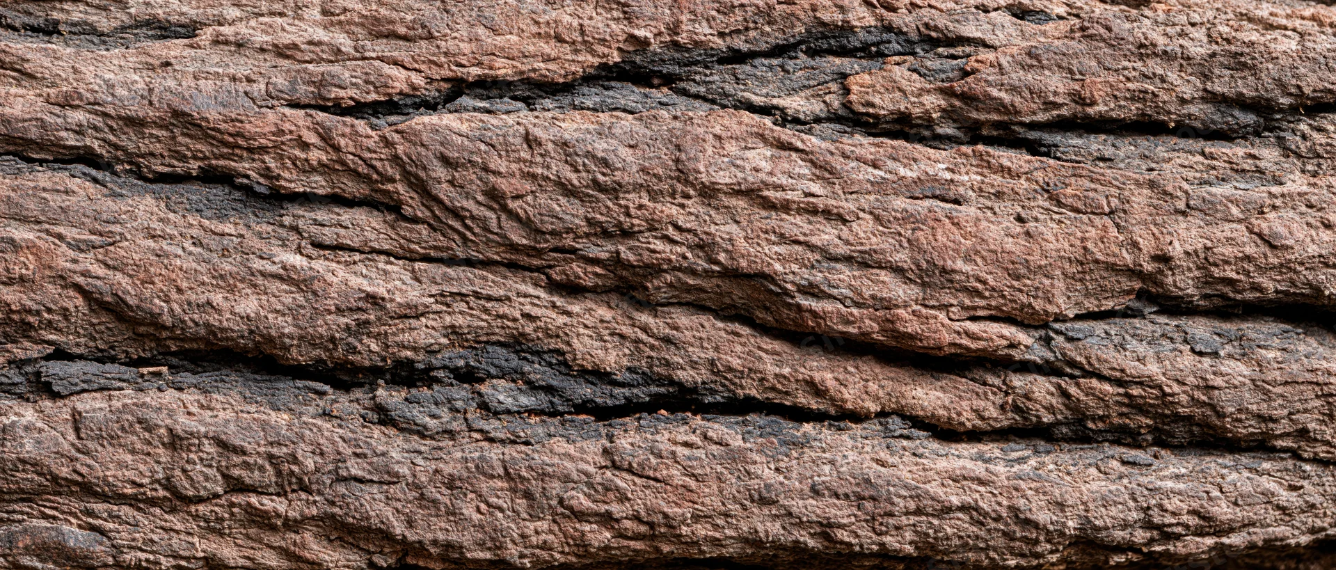 Closeup of rough tree bark texture filling the frame