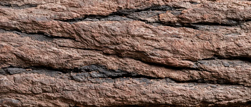 Closeup of rough tree bark texture filling the frame
