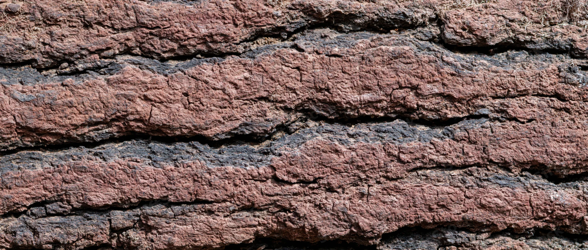 Closeup of rough tree bark with layered texture filling the frame