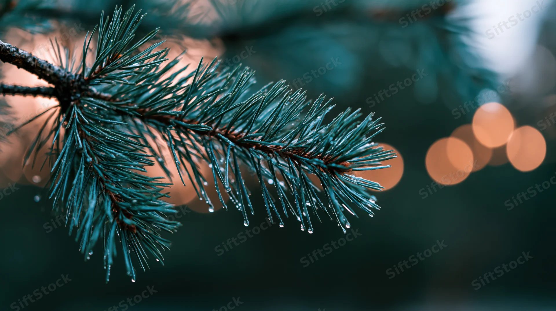 Close-up of a pine branch with water droplets on needles against blurred warm lights