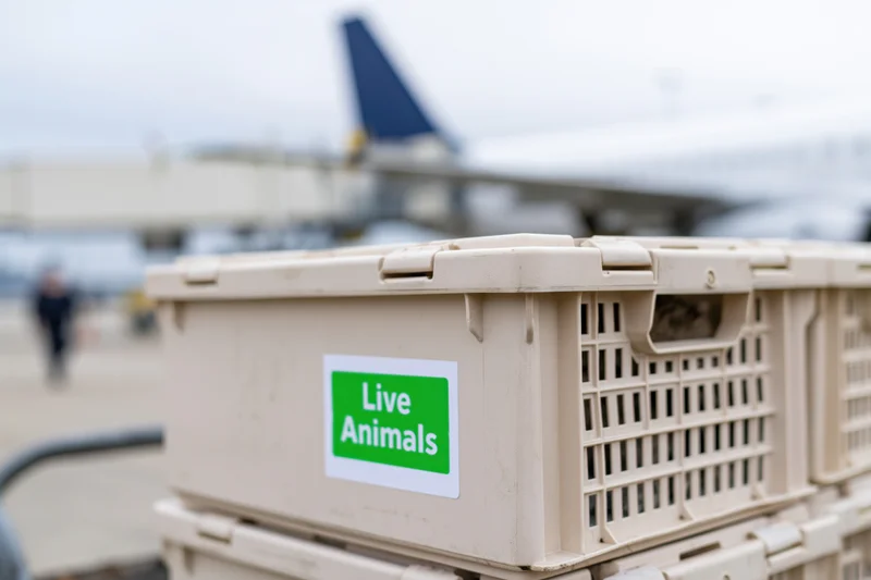 Beige plastic pet transport crate labeled live animals stacked on tarmac near airplane