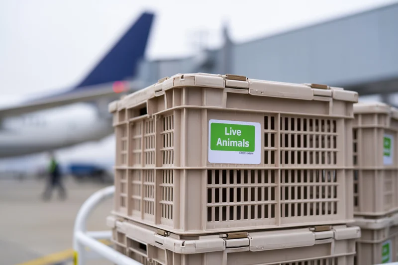 Stacked beige plastic pet transport crates with live animals label on airport tarmac near airplane