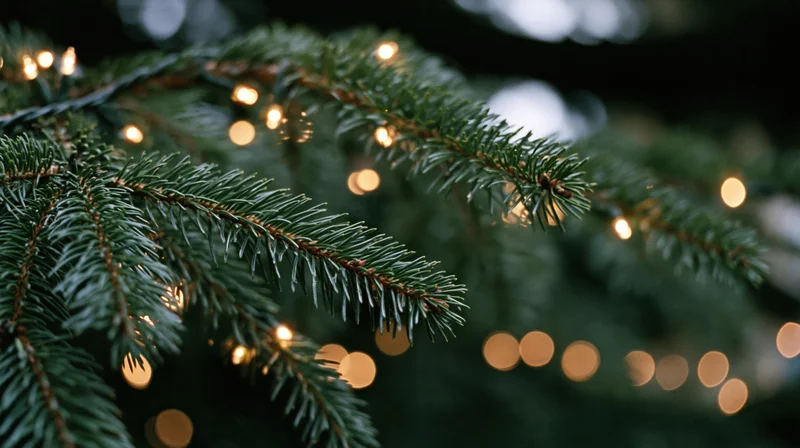 Close-up of spruce branches with golden lights and soft bokeh in the background