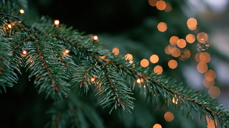 Close-up of spruce branches with golden lights and soft bokeh in the background