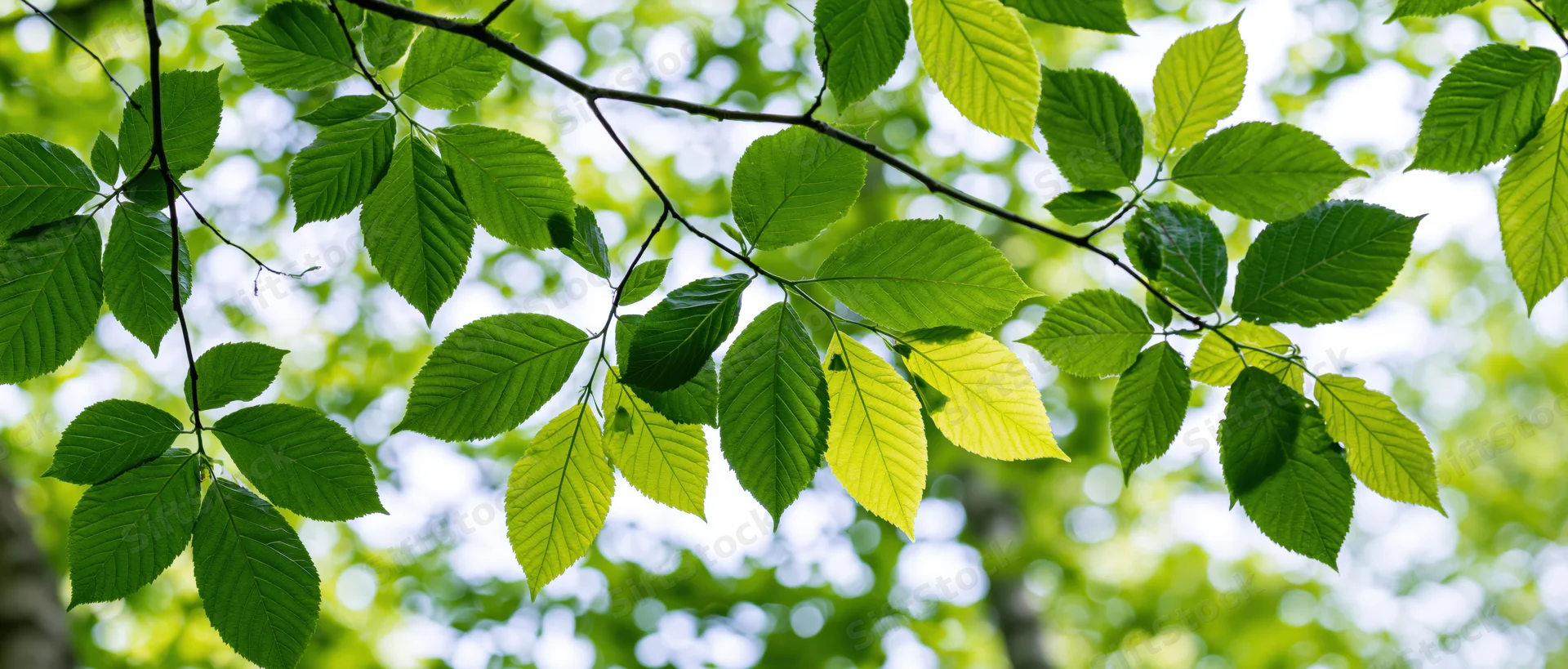 Close-up of fresh green deciduous tree leaves on thin branches against a bright sky