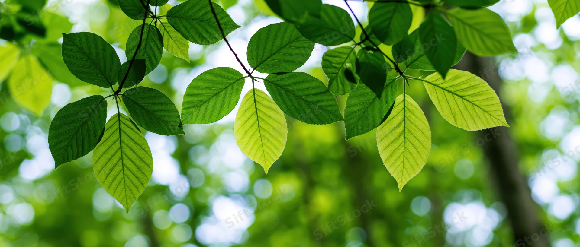 Close-up of fresh green deciduous tree leaves on thin branches against a blurred forest background
