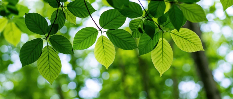 Close-up of fresh green deciduous tree leaves on thin branches against a blurred forest background