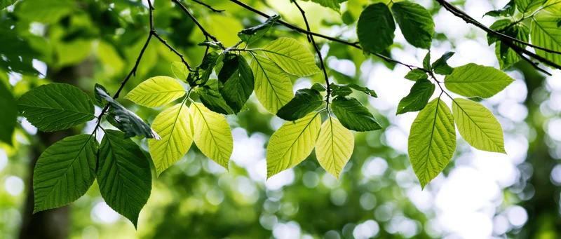 Close-up of fresh green deciduous tree leaves on thin branches in sunlight