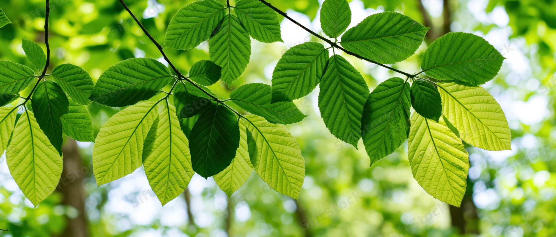 Close-up of fresh green deciduous tree leaves on thin branches against a sunlit forest background