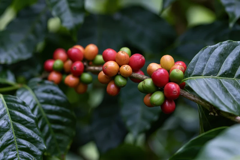 Coffee cherries at different ripeness stages on a branch surrounded by dark green leaves