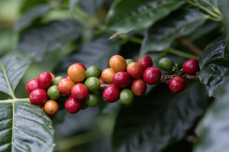 Coffee cherries at different ripeness stages on a branch surrounded by green leaves