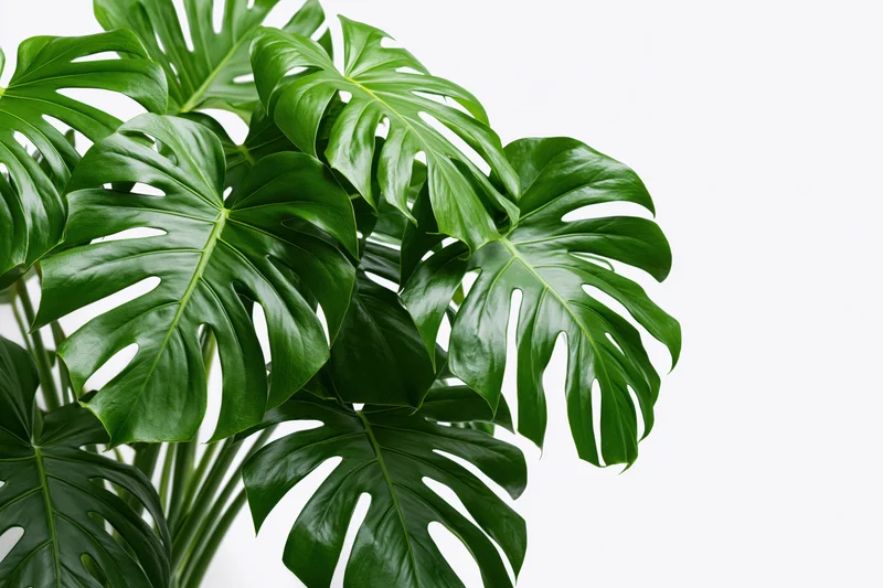 Cluster of monstera deliciosa leaves with split fenestrations on white background