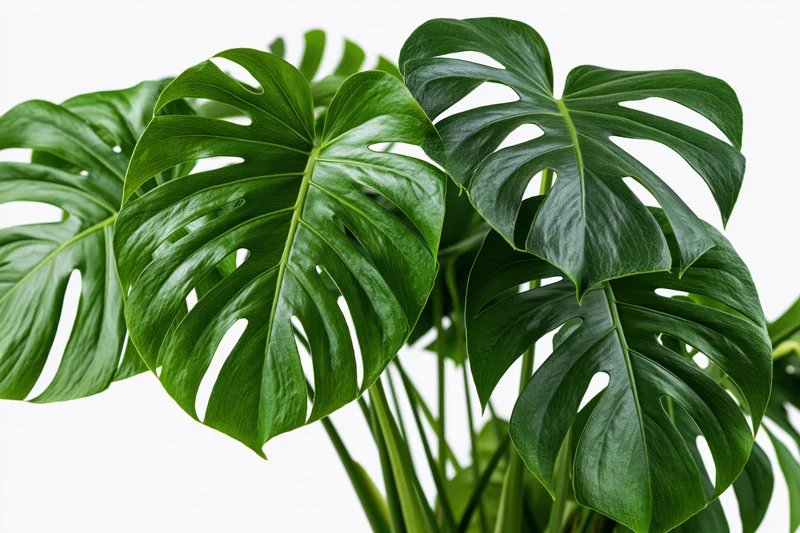 Cluster of monstera deliciosa leaves with split fenestrations on white background