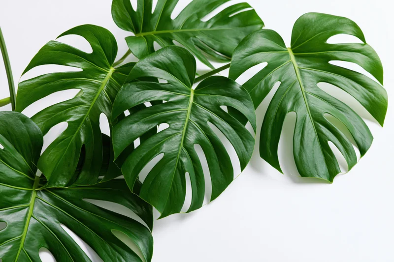 Monstera leaves with split fenestrations arranged on white surface