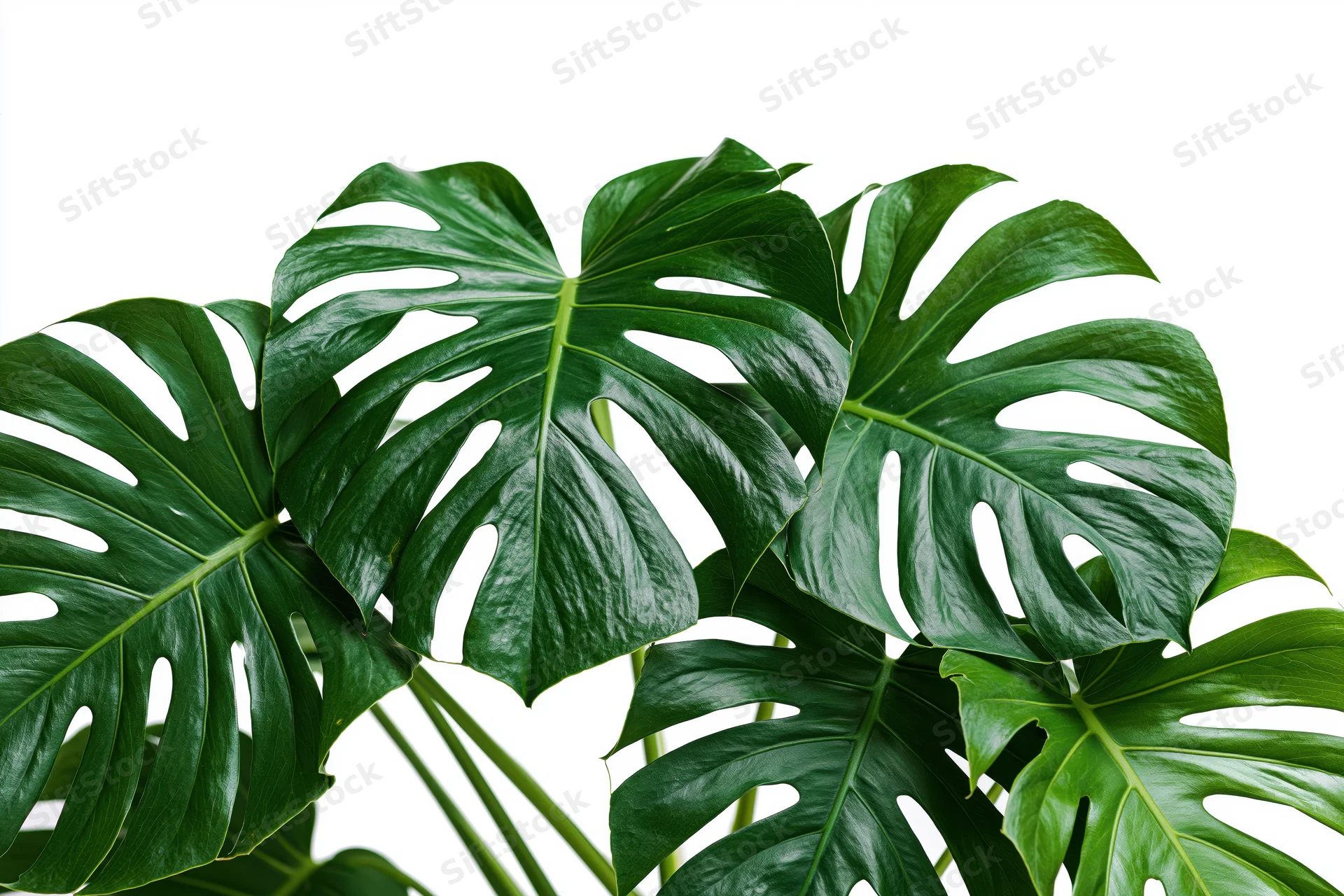 Cluster of monstera deliciosa leaves with split fenestrations on white background