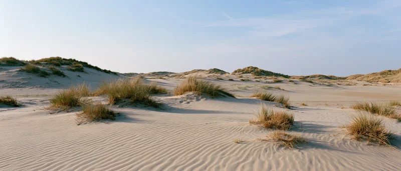 Coastal sand dunes with scattered marram grass under clear blue sky