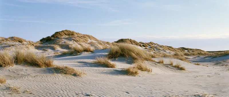 Coastal sand dunes with marram grass clusters under a clear sky