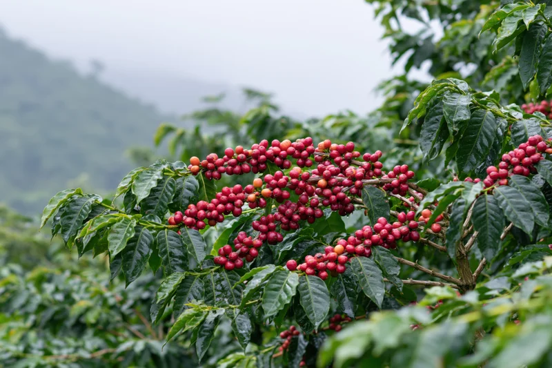 Coffee plant branches heavy with clusters of ripe red cherries in a misty mountain farm setting