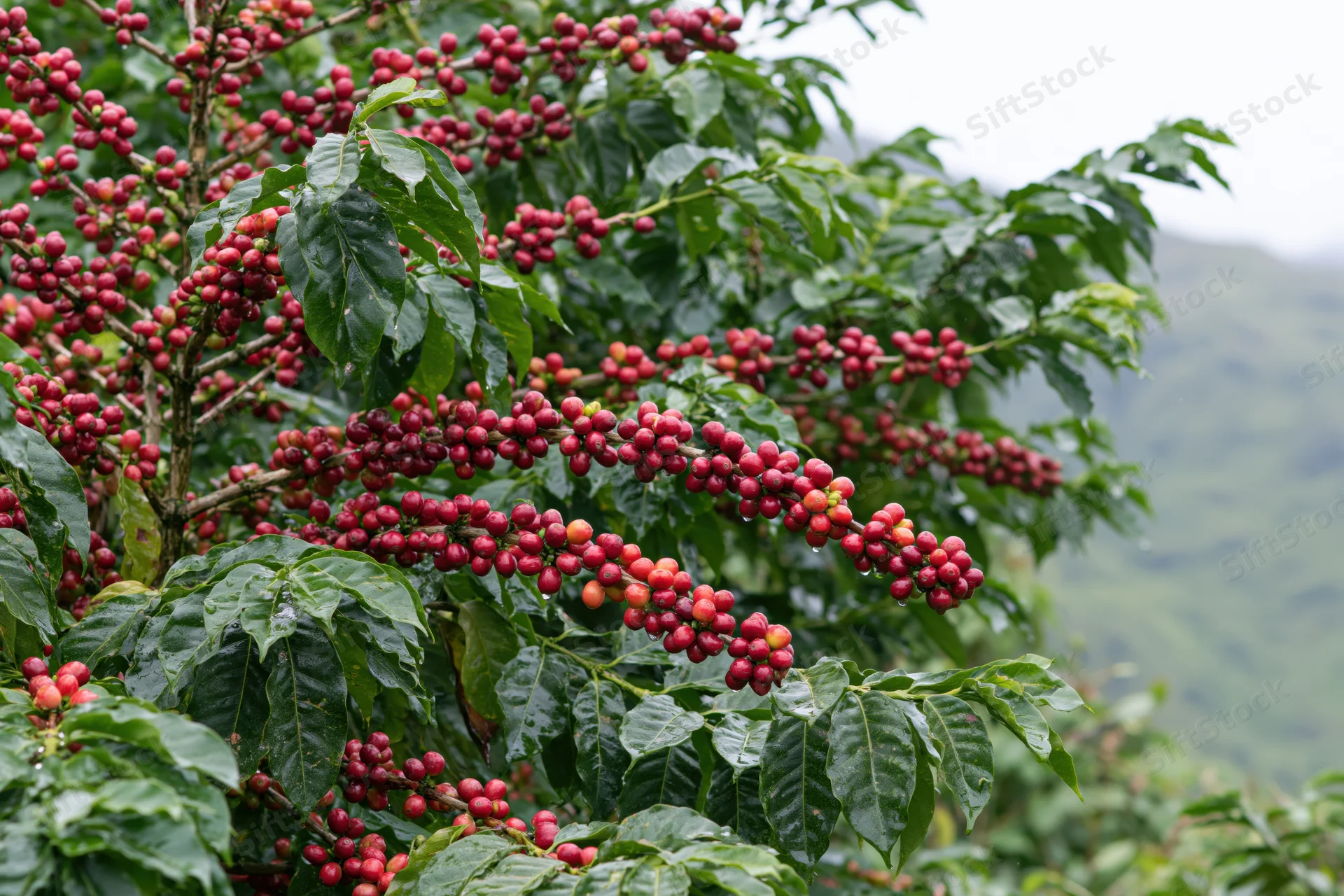 Coffee plant branches heavy with clusters of ripe red coffee cherries in a lush green farm setting