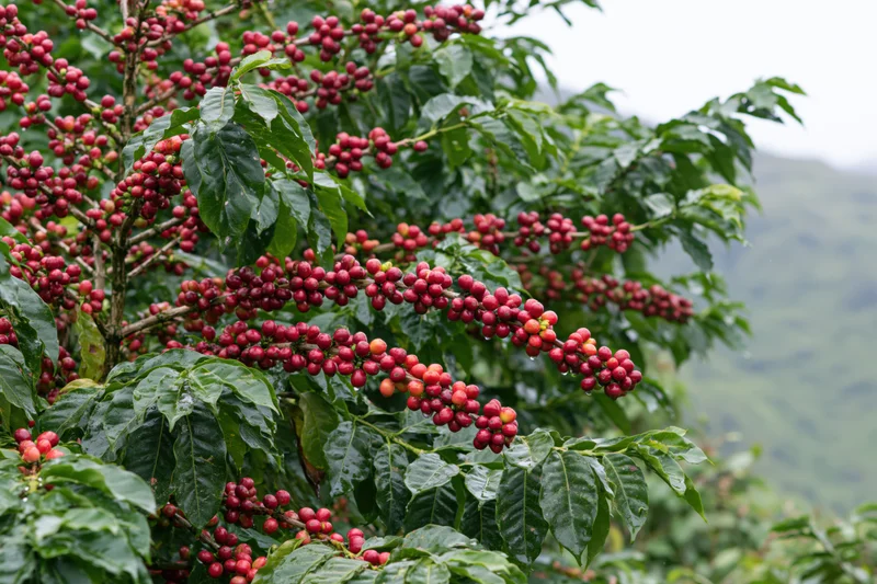 Coffee plant branches heavy with clusters of ripe red coffee cherries in a lush green farm setting