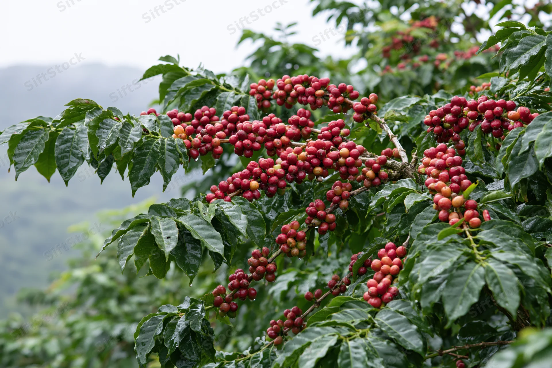 Coffee plant branches heavy with clusters of ripe red cherries in a lush green farm setting