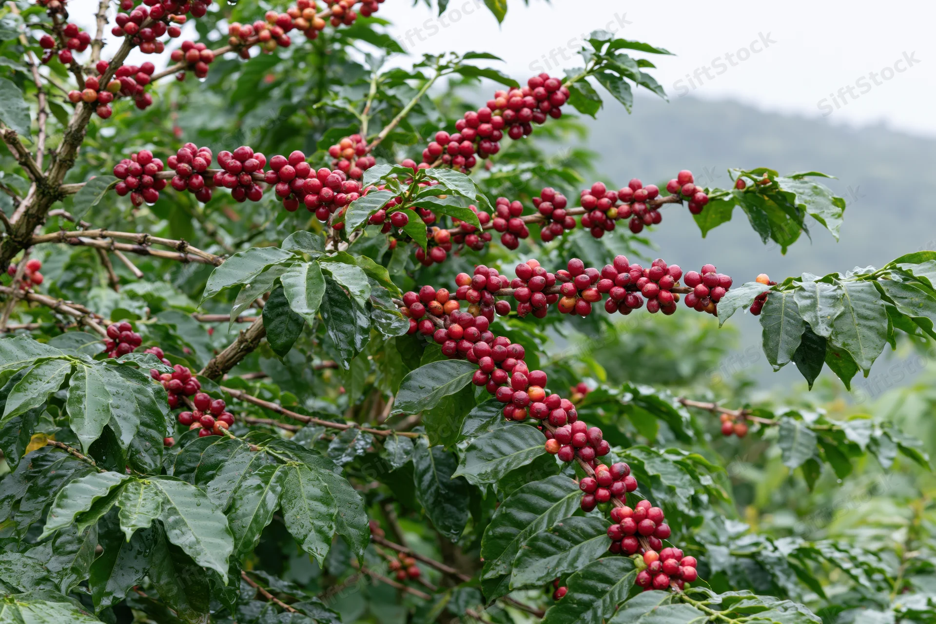 Coffee plant branches heavy with clusters of ripe red cherries in a lush green farm setting