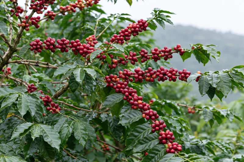 Coffee plant branches heavy with clusters of ripe red cherries in a lush green farm setting