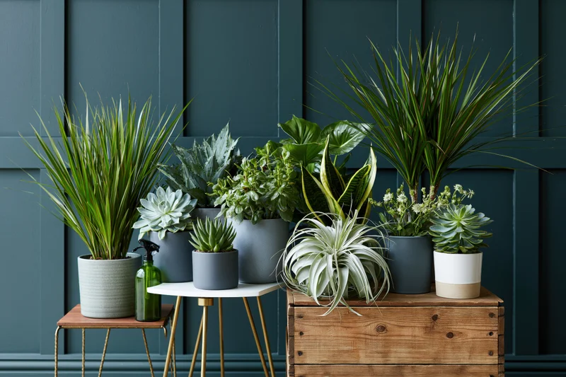 Potted houseplants arranged on vintage wooden chest and metal stands against dark blue paneled wall