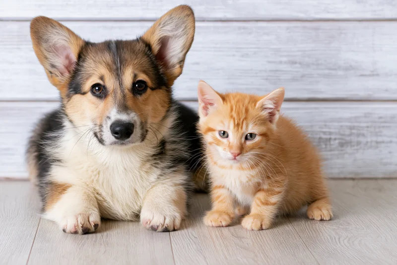 Corgi puppy and orange kitten sitting together on light wood floor indoors